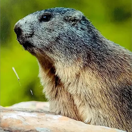 Daire Chamois Tetras Marmotte *