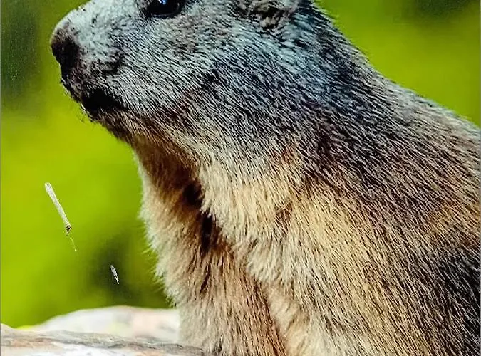 Apartment Chamois Tetras Marmotte *